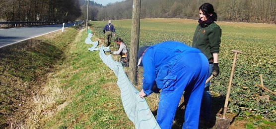 Krötenfangzaun aufgestellt (Foto: L. Schubert) Krötenfangzaun aufgestellt (Foto: L. Schubert)