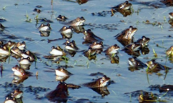 Tausende werden unterwegs sein (Foto: L. Schubert) Tausende werden unterwegs sein (Foto: L. Schubert)