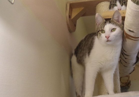 Tier der Woche: Rosi (Foto: Tierheim ndh)