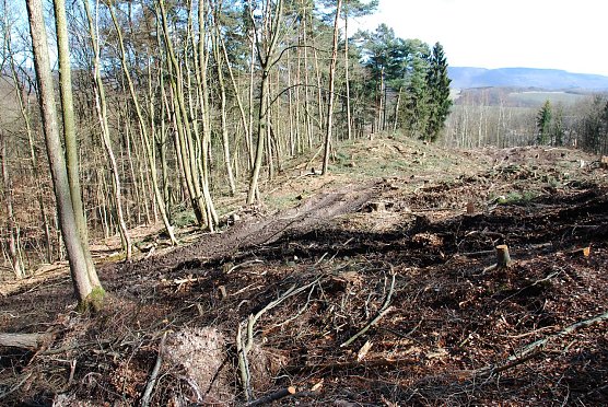 Abgeholzt (Foto: BUND Nordhausen)
