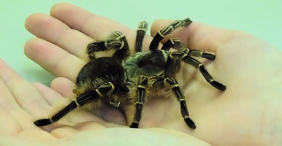 Das kleine und große Krabbeln (Foto: Peter Blei) Das kleine und große Krabbeln (Foto: Peter Blei)