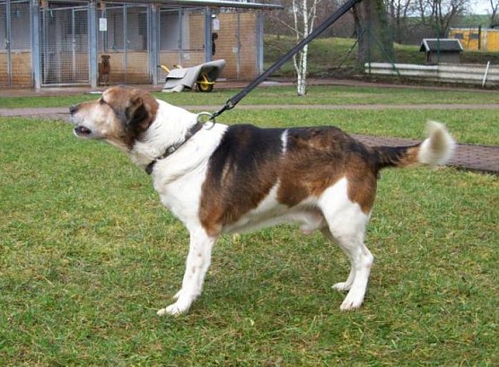 Rex (Foto: Tierheim)