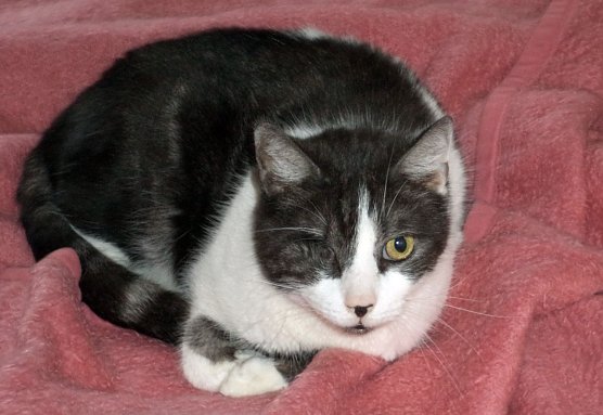 Enrico (Foto: B. Hellrung) Enrico (Foto: B. Hellrung)