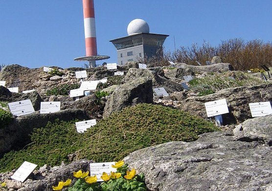 Blick in den Brockengarten (Foto: Dr. Gunter Karste)