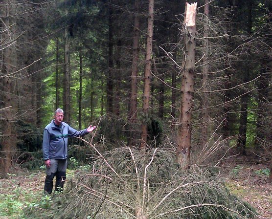 Abgeknickt (Foto: Forstamt Bleicherode-S&uuml;dharz)