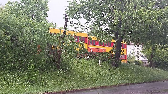 Abgeknickter Ast am Lohmarkt (Foto: nnz)
