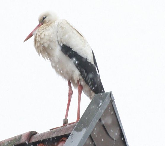 Notlandung in Salza (Foto: Iffland)