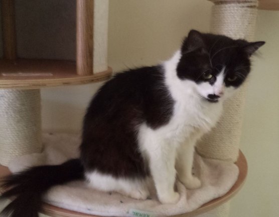 Tier der Woche: Orlanda (Foto: Tierschutz Nordhausen e.V)