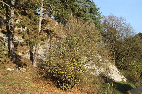 Gipskarstlandschaft bei Steigerthal (Foto: Angelo Glashagel)