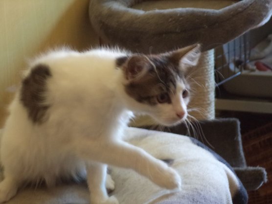 Tier der Woche: Moritz (Foto: Tierheim ndh) Tier der Woche: Moritz (Foto: Tierheim ndh)