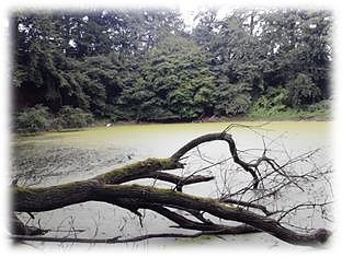 Zur Karstwanderung am Sonntag soll diesmal bei Bartolfelde gewandert werden (Foto: Firouz Vladi) Zur Karstwanderung am Sonntag soll diesmal bei Bartolfelde gewandert werden (Foto: Firouz Vladi)