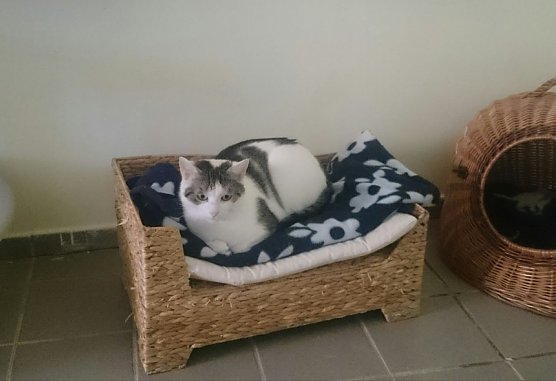 Tier der Woche: Oluva (Foto: Tierschutz Nordhausen e.V) Tier der Woche: Oluva (Foto: Tierschutz Nordhausen e.V)