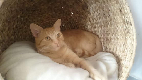 Tier der Woche: Garfield (Foto: B. Hellrung)