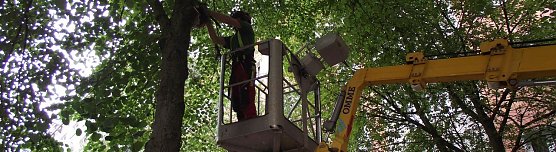 Mit Kettens&auml;ge und�Hub-Ger&auml;t�lichteten heute Mitarbeiter vom Sachgebiet Umwelt und Gr&uuml;nordnung B&auml;ume in der T&ouml;pferstra&szlig;e aus. (Foto: Kurt)