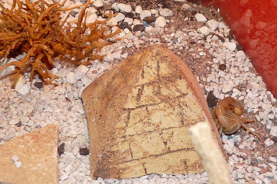 Welt der Spinnen (Foto: Karl-Heinz Herrmann)