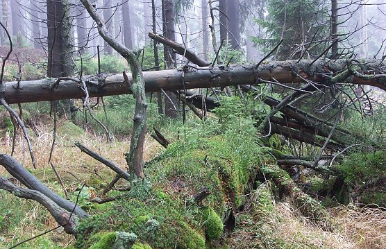 Brocken-Urwald (Foto: J&uuml;rgen Steimecke)
