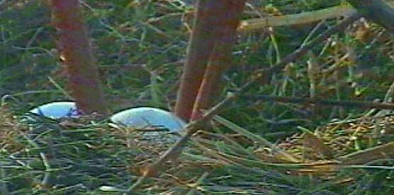 Fotos aus dem Nest (Foto: Rzehak) Fotos aus dem Nest (Foto: Rzehak)