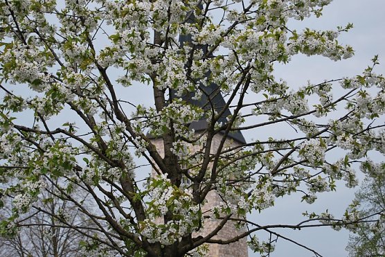 Blütenpracht auf dem Berg (Foto: W. Kaiser) Blütenpracht auf dem Berg (Foto: W. Kaiser)
