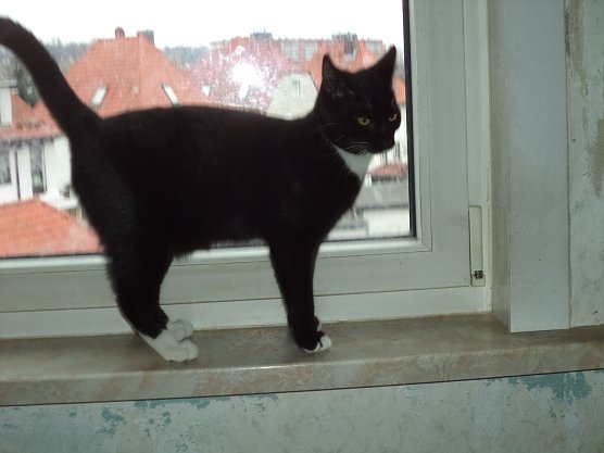 Tier der Woche: Ingo (Foto: Birgit Hellrung)