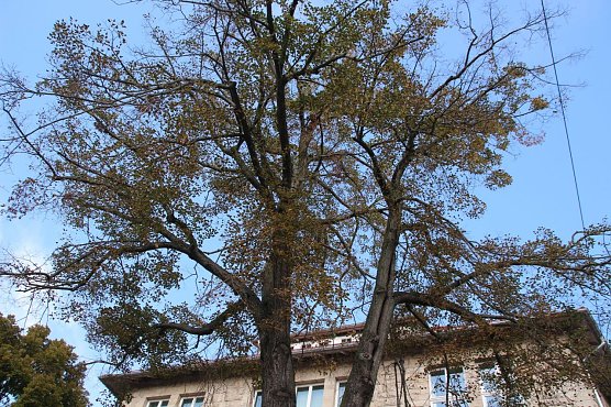 Die Linde vor dem Nordh&auml;user Rathaus muss weichen (Foto: Pressestelle Stadt Nordhausen)