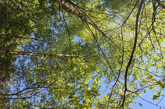 Wetter-Bild (Foto: Gernot Thelemann)