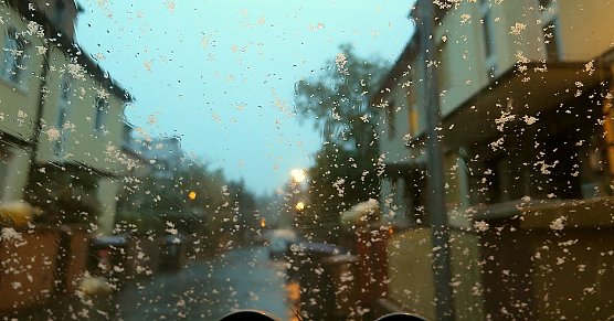 Wisch und nicht weg... (Foto: nnz)