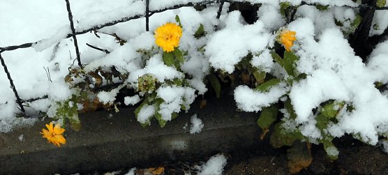 Winter in Ilfeld (Foto: Manfred Kappler)