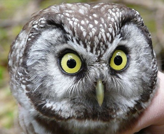 Ein kleiner Kautz (Foto: privat)