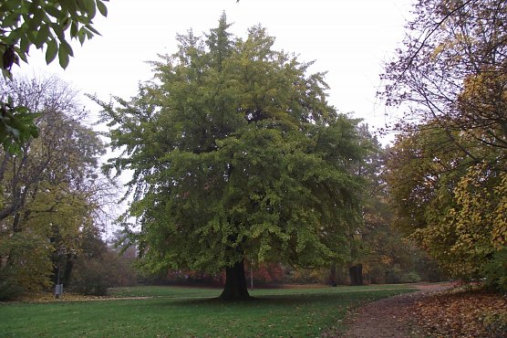 Herrlich ist der Ginkgo-Baum in der Promenade der Kreisstadt mit seiner dichten Belaubung in dieser Jahreszeit anzuschauen. Er ist noch relativ jung, z&auml;hlt er doch erst 170 Jahre. (Foto: Kurt Frank)