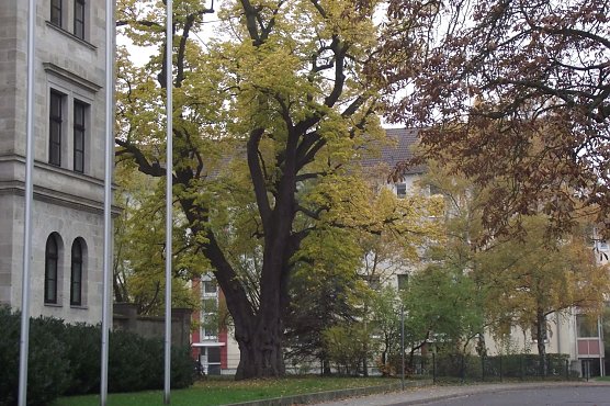 Wenn diese alte Linde beim Kreisgericht in Nordhausen erz&auml;hlen k&ouml;nnte. Im Baumkataster erfasst, wird ihr Alter mit 300 Jahren angegeben. Blitzeinschl&auml;ge &uuml;berstand sie bisher gut. (Foto: Kurt Frank)
