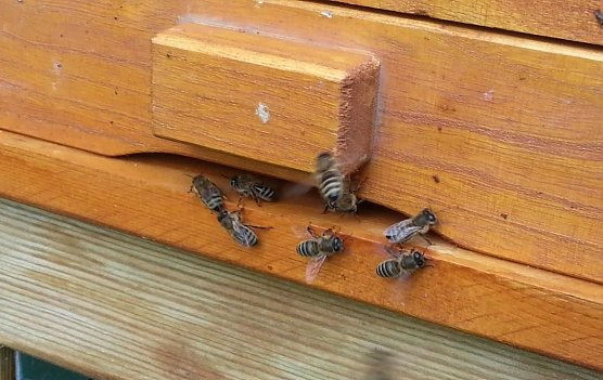 Flei&szlig;ige Arbeiter (Foto: T. Soszynski)