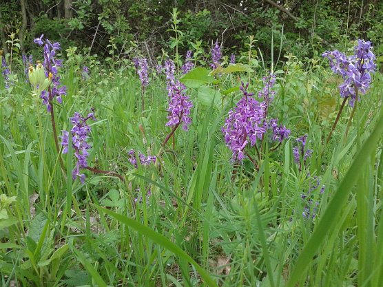 Bedroht: Stattliches Knabenkraut (Foto: Bodo Schwarzberg)