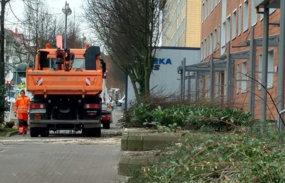 B&auml;ume gef&auml;llt (Foto: Peter Blei)