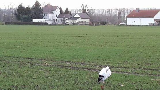 Daheim geblieben - das Störche hierzulande überwintern ist nicht ungewöhnlich (Foto: Monique Weiß) Daheim geblieben - das Störche hierzulande überwintern ist nicht ungewöhnlich (Foto: Monique Weiß)