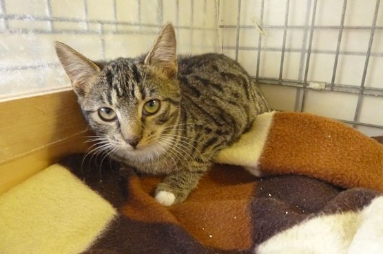 Tier der Woche: Tara (Foto: Birgit Hellrung) Tier der Woche: Tara (Foto: Birgit Hellrung)