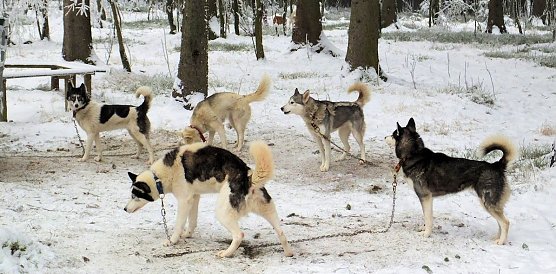 Schlittenhunderennen 2015 (Foto: Peter Blei, Karin Lehmann)