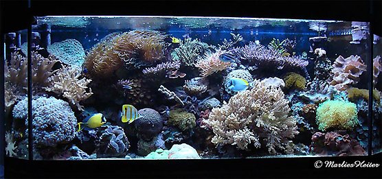 Das imposante Meerwasser-Aquarium von Marlies Heiter (Foto: privat) Das imposante Meerwasser-Aquarium von Marlies Heiter (Foto: privat)