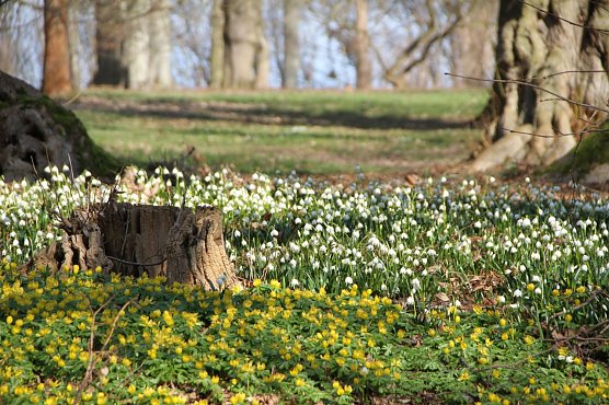 Der Fr&uuml;hling kommt - im Park Hohenrode ist er schon ein bisschen da (Foto: Angelo Glashagel)