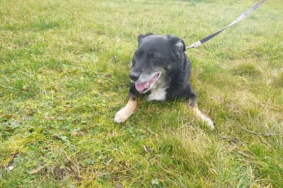 Tier der Woche: Leika (Foto: Birgit Hellrung) Tier der Woche: Leika (Foto: Birgit Hellrung)