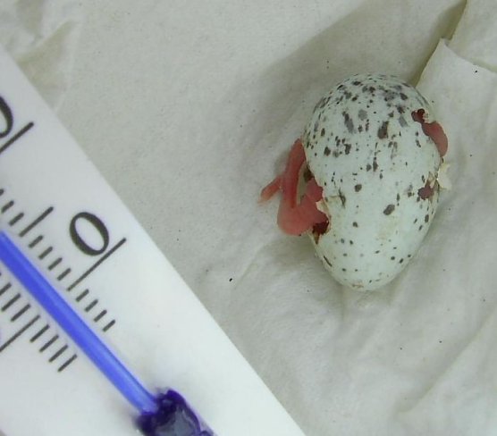 Das verlorene Ei (Foto: Weber) Das verlorene Ei (Foto: Weber)