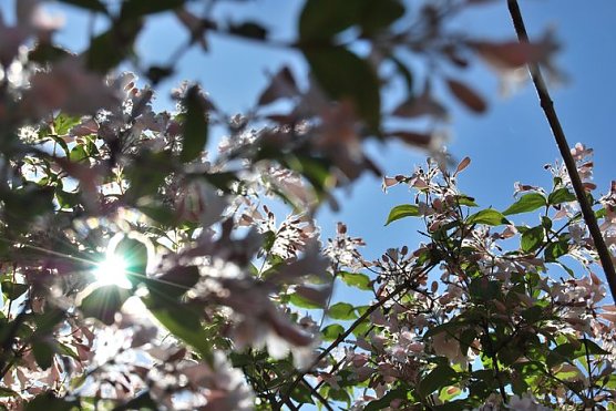 In voller Pracht (Foto: N. Heinrich)