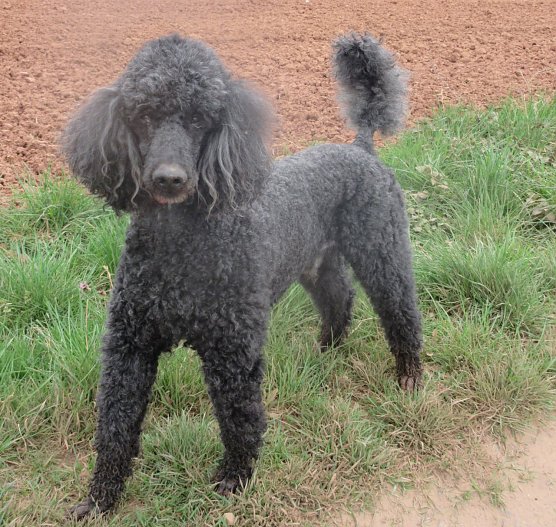 Tier der Woche: Arco (Foto: Birgit Hellrung)