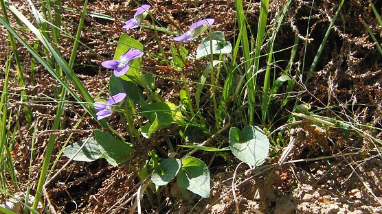 Das Hunds-Veilchen (Viola canina) geh&ouml;rt zu den typischen Vertretern der Flora bodensaurer Trockenrasen. (Foto: Bodo Schwarzberg)