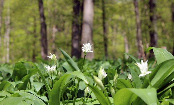 B&auml;rlauchbl&uuml;te (Foto: A. Richter)