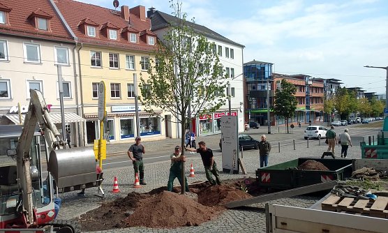 Linde gepflanzt (Foto: Peter Blei)