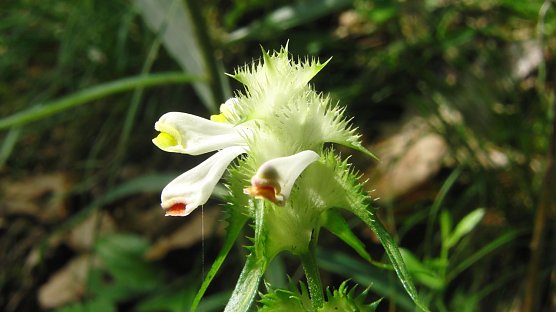 Auch der stark gef&auml;hrdete Kamm-Wachtelweizen (Melampyrum cristatum) war einst Teil der Kohnsteinflora (16.7.2012) (Foto: Bodo Schwarzberg)