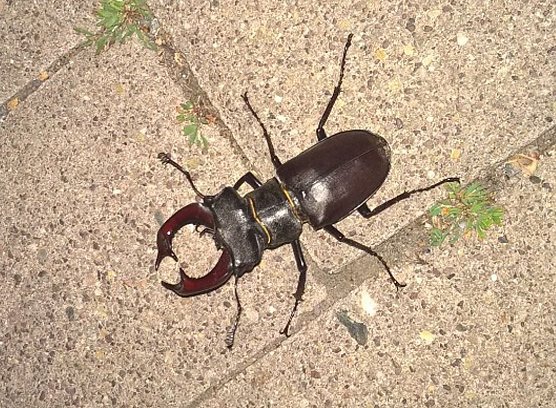 Hirschk&auml;fer entdeckt (Foto: H. Wengler)