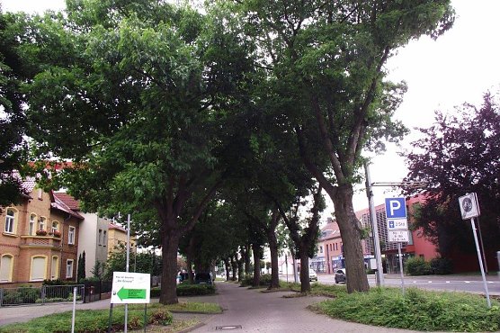 Beeindruckend die Eichen-Baumreihen in der Grimmelallee. (Foto: Kurt Frank)
