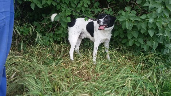 Tier der Woche - Rocko (Foto: Birgit Hellrung)