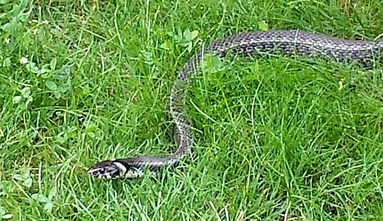 Besuch im Garten (Foto: privat)